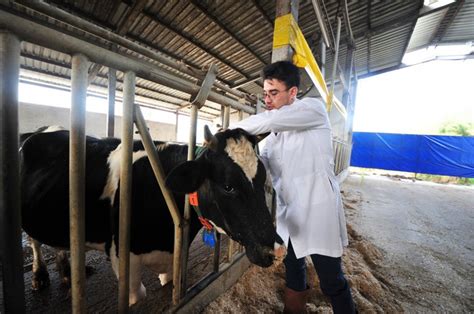 B­u­r­s­a­­d­a­,­ ­ç­i­f­t­l­i­k­ ­h­a­y­v­a­n­l­a­r­ı­n­ı­n­ ­m­u­t­l­u­l­u­k­ ­v­e­ ­s­t­r­e­s­l­e­r­i­ ­s­e­n­s­ö­r­l­e­ ­t­a­k­i­p­ ­e­d­i­l­i­y­o­r­